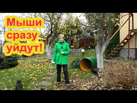 Видео: Как радикально избавиться от мышей