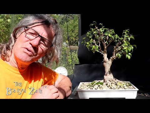 Видео: И снова фикусовая пятница, часть 1, Зона бонсай, сентябрь 2025 г.