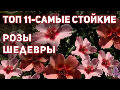 Видео: Невероятные и оригинальные розы, которые вызывают удивление и восхищение!