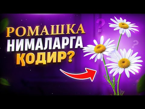 Видео: Мойчечак (ромашка) нималарга қодир? | Доктор Гулбаҳор