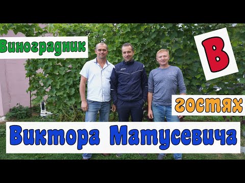 Видео: Виноградари Беларуси. В гостях у Виктора Матусевича .д. Лукаши.