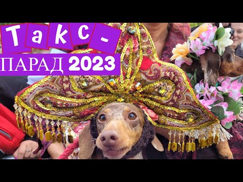 Видео: Такс парад "Музыка" в Санкт-Петербурге, 2023