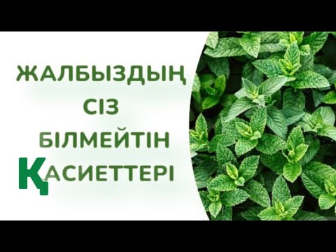 Видео: Суға салып,шомылу керек…#жалбыздың пайдасы мен зияны #пайдалы кеңестер#керек арнасы