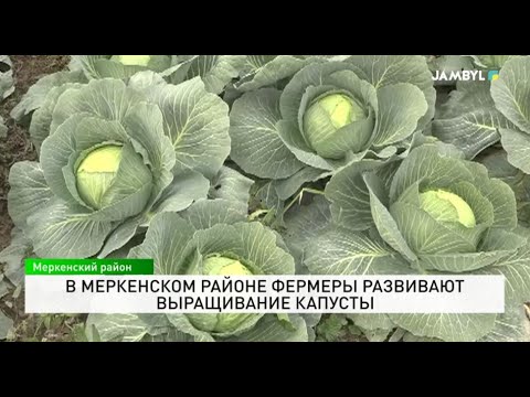 Видео: В Меркенском районе фермеры развивают выращивание капусты