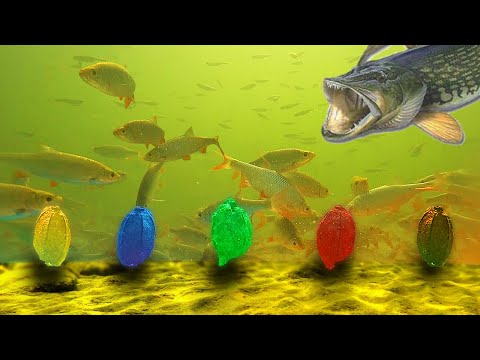 Видео: КАКОЙ ЦВЕТ КОРМА ВЫБЕРУТ РЫБКИ?