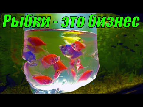 Видео: Рыборазводня как бизнес! Новая тактика по продаже аквариумных рыб и растений