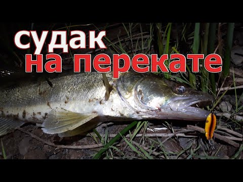 Видео: ЭТИ БЛЁСНЫ МЕНЯ УДИВИЛИ! Судак и жерех жрали в шахту. Рыбалка на судака и жереха в июне