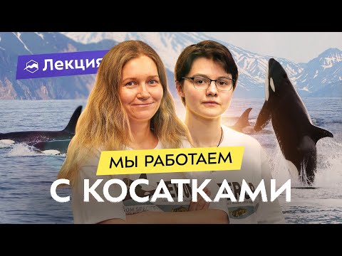 Видео: Косатки Авачинского залива: исследования и наблюдения