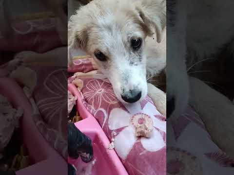 Видео: Тбилиси 🇬🇪 Сакартвело 💌 Грузия Приют Тамаза Элизбарашвили 🐕💌🍀🙏