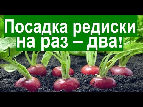 Видео: Посадка редиса на раз - два! Большая грядка за 15 минут!