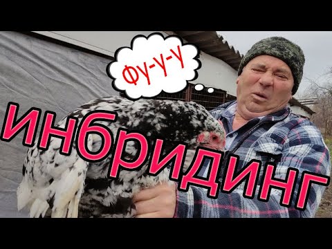 Видео: Инбридинг | Что делать?