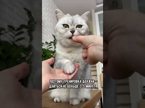 Видео: Как научить кота команде «дай лапу» #shorts #кот