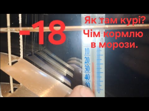 Видео: -18. Чім кормлю і обігріваю курей в морози.