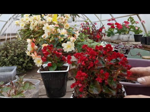 Видео: Чуть её не забыла