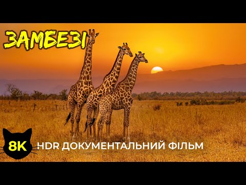 Видео: Національний парк Замбезі – дика душа Зімбабве | Дивовижна природа та тварини в 8K HDR