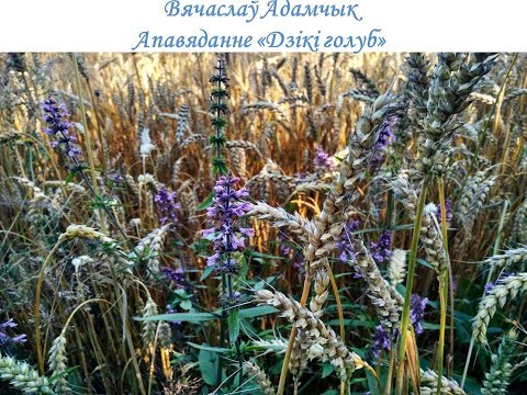 Видео: Вячаслаў Адамчык "Дзікі голуб" 8 клас