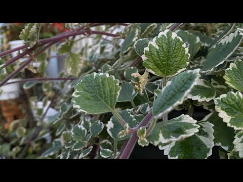 Видео: 14 августа плектрантус ампельный