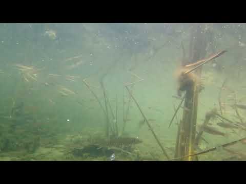 Видео: Нарезка камышовых охот. Осень 2024.