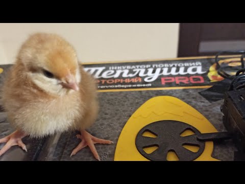 Видео: Інкубація курячих яєць від "А" до "Я" 🐣🐣🐣