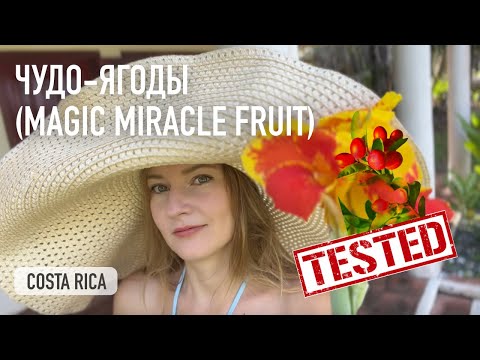 Видео: Тестирую новые фрукты, Magic fruit и zapote