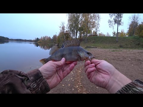 Видео: Рыбалка с берега в Рощино 19.10.23.