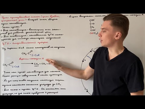 Видео: Цикл Кребса: вводная