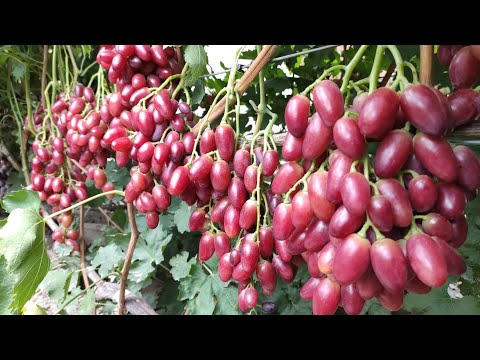 Видео: Топ Сверх-Ранних и Ранних Сортов Винограда!2024! Часть 2!🍇🍇🍇 WhatsApp и Viber +79528500417.