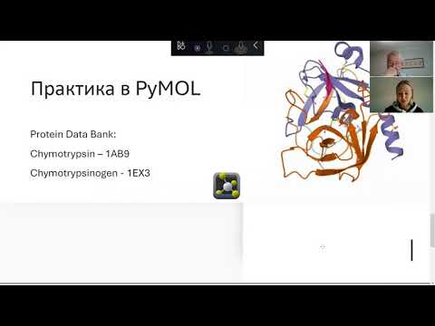 Видео: Урок 17. Химотрипсин с иллюстрацией в программе PyMol.