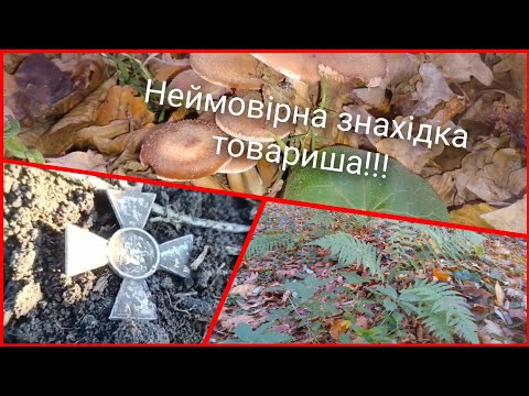 Видео: Неймовірна знахідка товариша!!! Цікава зустріч у лісі!