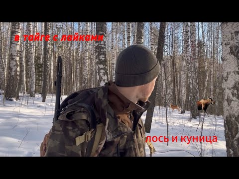 Видео: В тайгу за кабаном и лосем с лайками, поставили быка, нашли куницу на ночь глядя