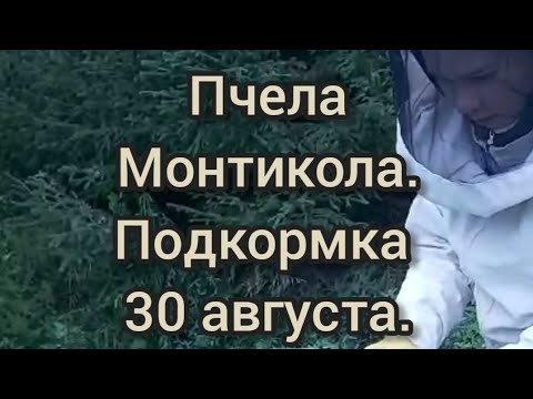 Видео: Пчела Монтикола. Подкормка 30 августа.