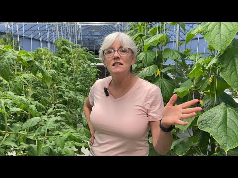 Видео: ЗИМНЯЯ гидропонная микрозелень, опыление английских огурцов и томатов.