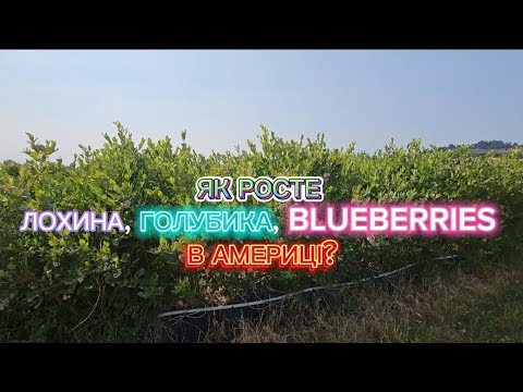 Видео: Як росте лохина, голубика в Америці?