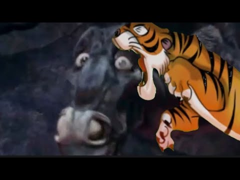 Видео: шерхан vs казар