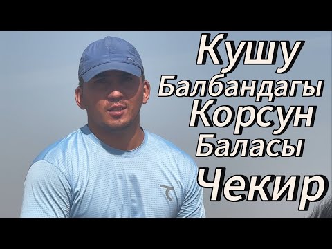 Видео: Чекир корстун баласы сатылат