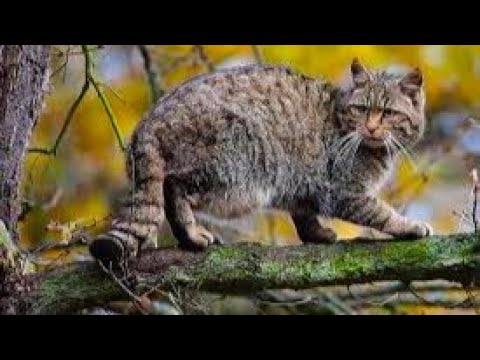 Видео: Тайна лесной кошки: чем она отличается от домашней любимицы?