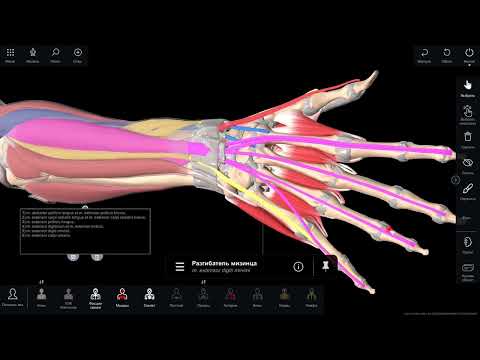 Видео: Кисть руки. Области кисти руки.