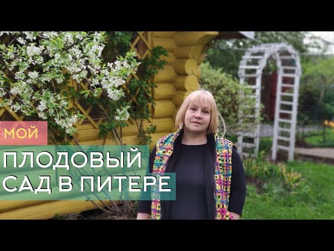 Видео: Плодовый сад в Питере. Обзор моих фруктовых деревьев, ягод и кустарников