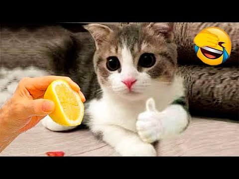 Видео: Смешни клипове (Част 7) 😂 Компилация със забавни животни 🐕 Смешни котки и кучета
