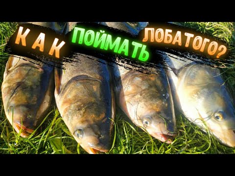 Видео: ТОЛСТОЛОБ КЛЮЕТ / Ловля толстолоба / Толстолобик