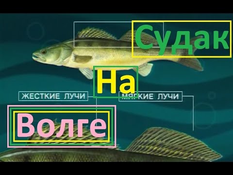 Видео: Диалоги о рыбалке - 8-  Едем ловить щуку и судака на Волгу.