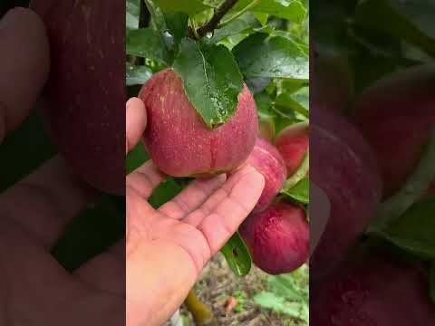 Видео: Яблоки фуджи на 29 сентября 2025 г.