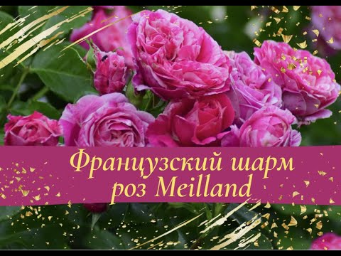 Видео: Французский шарм роз Meilland.