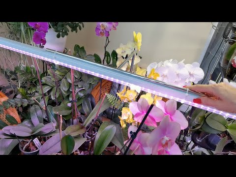 Видео: Орхо будни. Меняю подсветку. Крепление для ламп. Метеор не поддается никакому уходу #orchid #цветы
