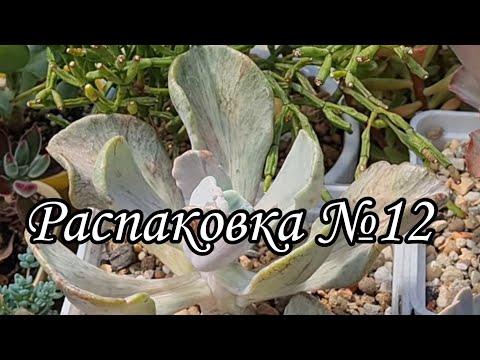 Видео: Новая распаковка и результат укоренения #succulent