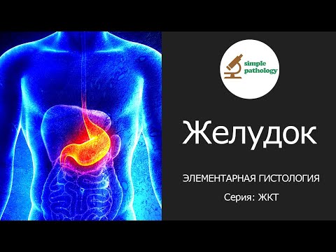 Видео: Желудок | Элементарная гистология