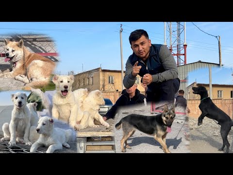 Видео: ФАРГОНА БЕШБОЛА ИТ БОЗОРИ НАРХЛАРИ Ферганский Собачий Рынок #2025 #итбозор #бешбола