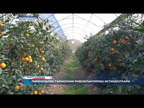 Видео: Воҳа лимонлари - миллион топаётган қашқадарёликлар!