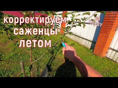 Видео: Летняя обрезка трёхлеток! Яблоня, шарафуга, слива! Посадка этого года, продолжаем формировку!
