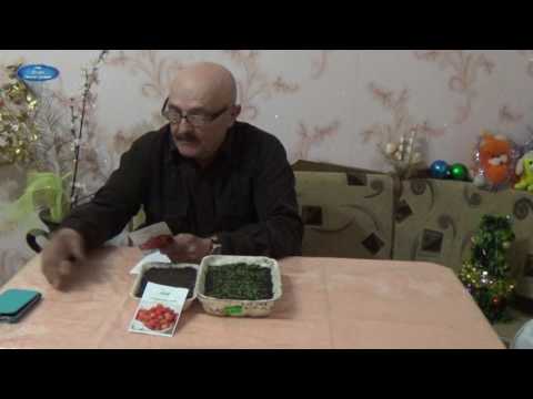 Видео: ПРАВИЛЬНЫЙ ПОСЕВ И ВСХОДЫ ЗЕМЛЯНИКИ БЕЗУСОЙ РЕМОНТАНТНОЙ.